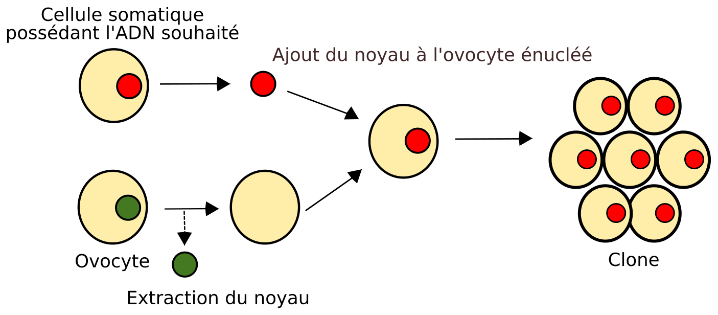 Principe du clonage — free download